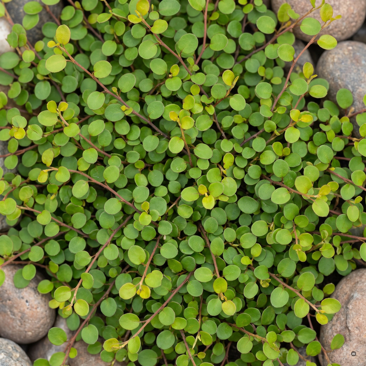 Muehlenbeckia axillaris 'Nana' – Zwerg-Drahtstrauch, kleine runde Blättchen an rotbraunen, drahtigen Trieben