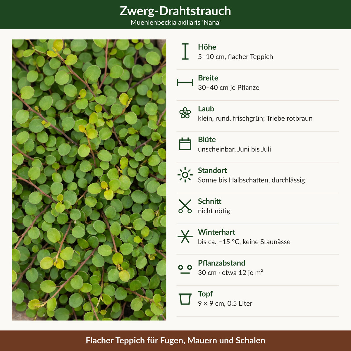 Muehlenbeckia axillaris 'Nana' – Zwerg-Drahtstrauch, Steckbrief mit Höhe, Breite, Laub, Winterhärte und Pflanzabstand