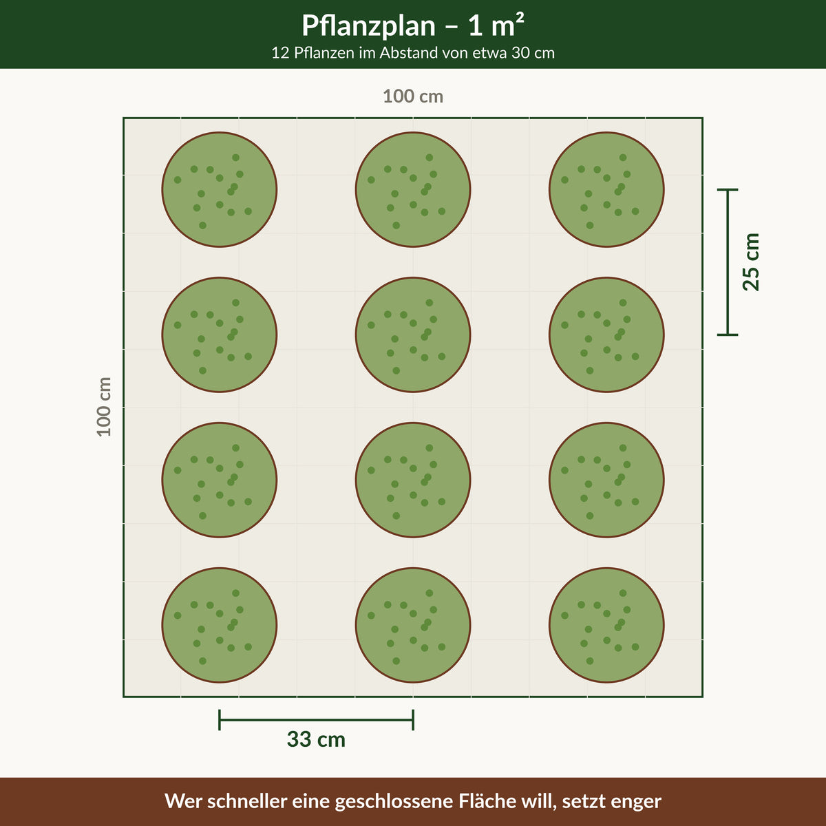 Muehlenbeckia axillaris 'Nana' – Zwerg-Drahtstrauch, Pflanzplan für 1 m² mit 12 Pflanzen im Abstand von etwa 30 cm