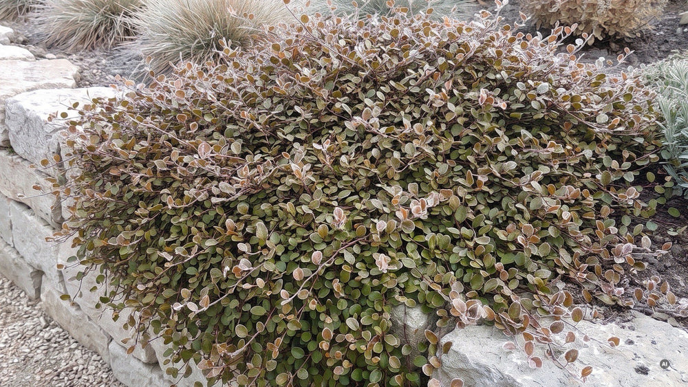Zwerg-Drahtstrauch im Winter mit Raureif, das Laub mit Bronzeton