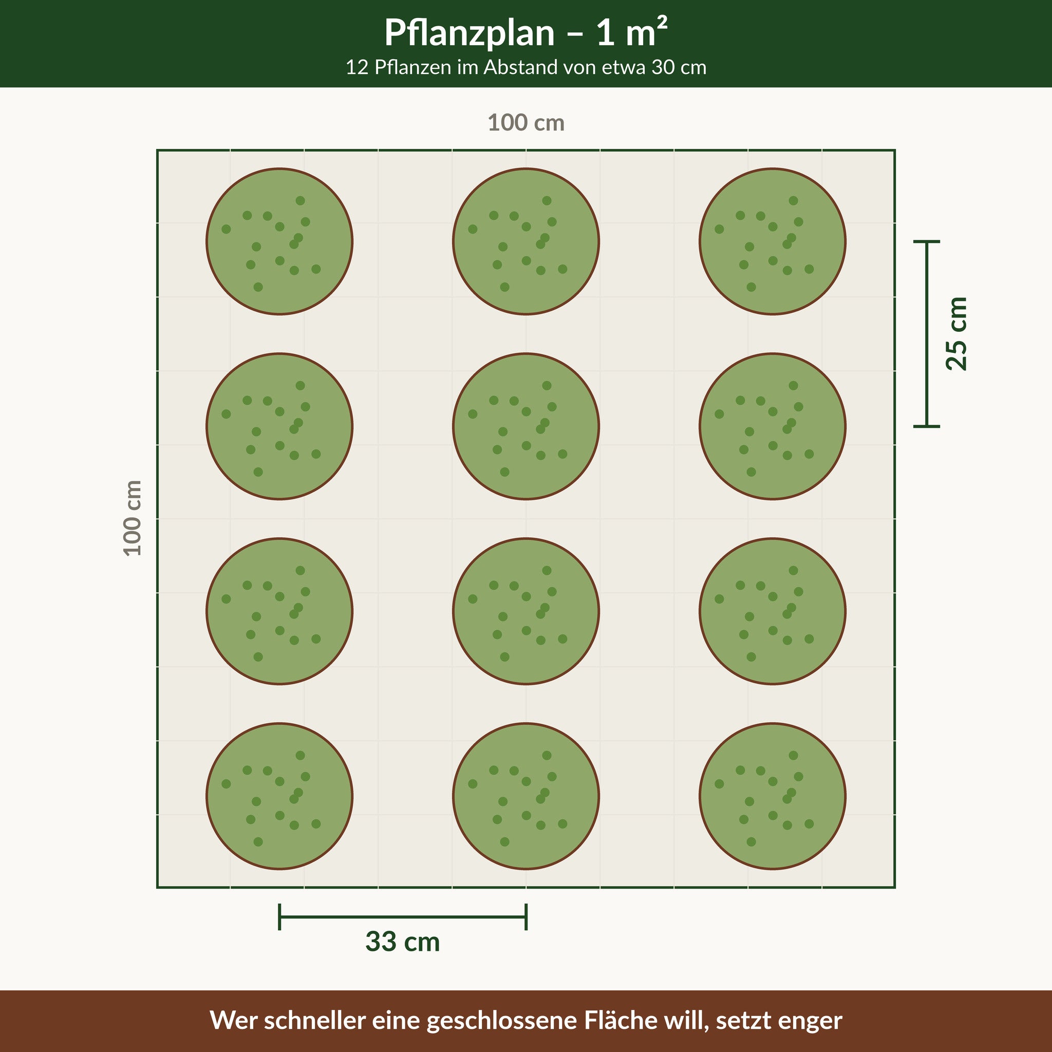 Pflanzplan für einen Quadratmeter Zwerg-Drahtstrauch: 12 Pflanzen im Abstand von etwa 30 cm