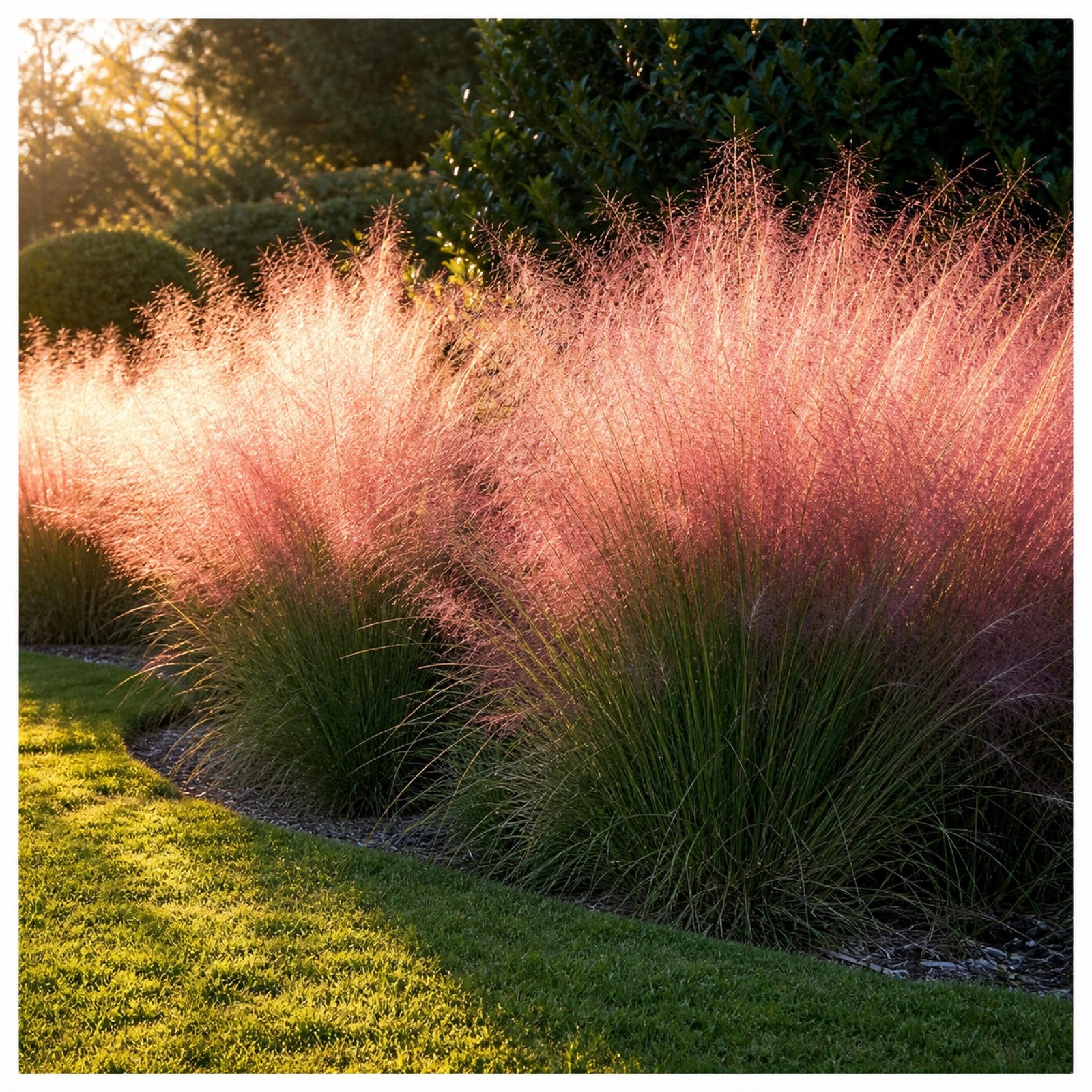 Rosa Haargras Muhlenbergia capillaris mit gluehender rosa Bluetenwolke im Gegenlicht am Rasenrand