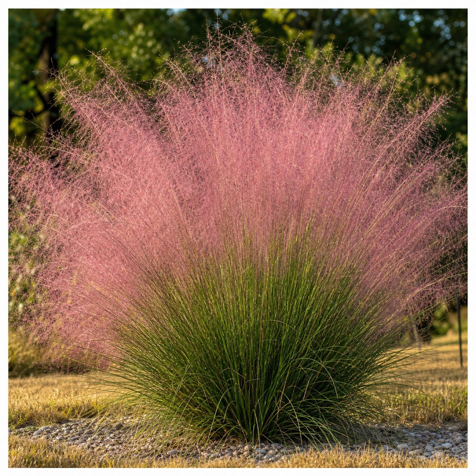 Grosser Solitaerhorst des Rosa Haargrases Muhlenbergia capillaris im Kiesbeet