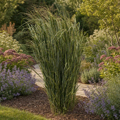 Panicum virgatum 'Northwind' Riesen Rutenhirse als einzelner aufrechter Horst am Gartenweg, blaugrünes Laub