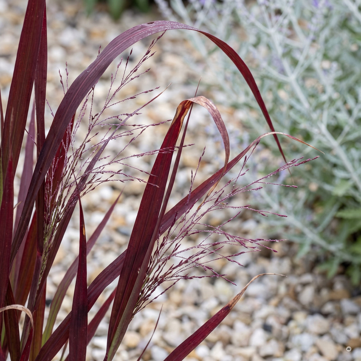 Nahaufnahme der schmalen, ochsenblutroten Blätter und der feinen rötlich-violetten Rispen von 'Oxblood Autumn'