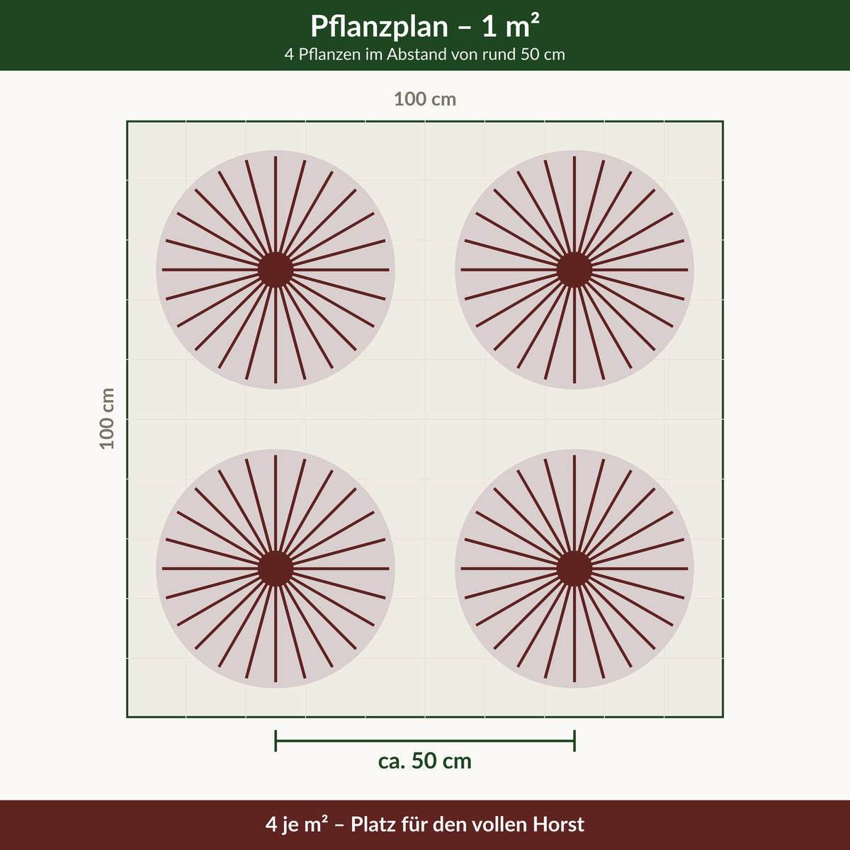 Pflanzplan für einen Quadratmeter: 4 Pflanzen im Abstand von rund 50 cm