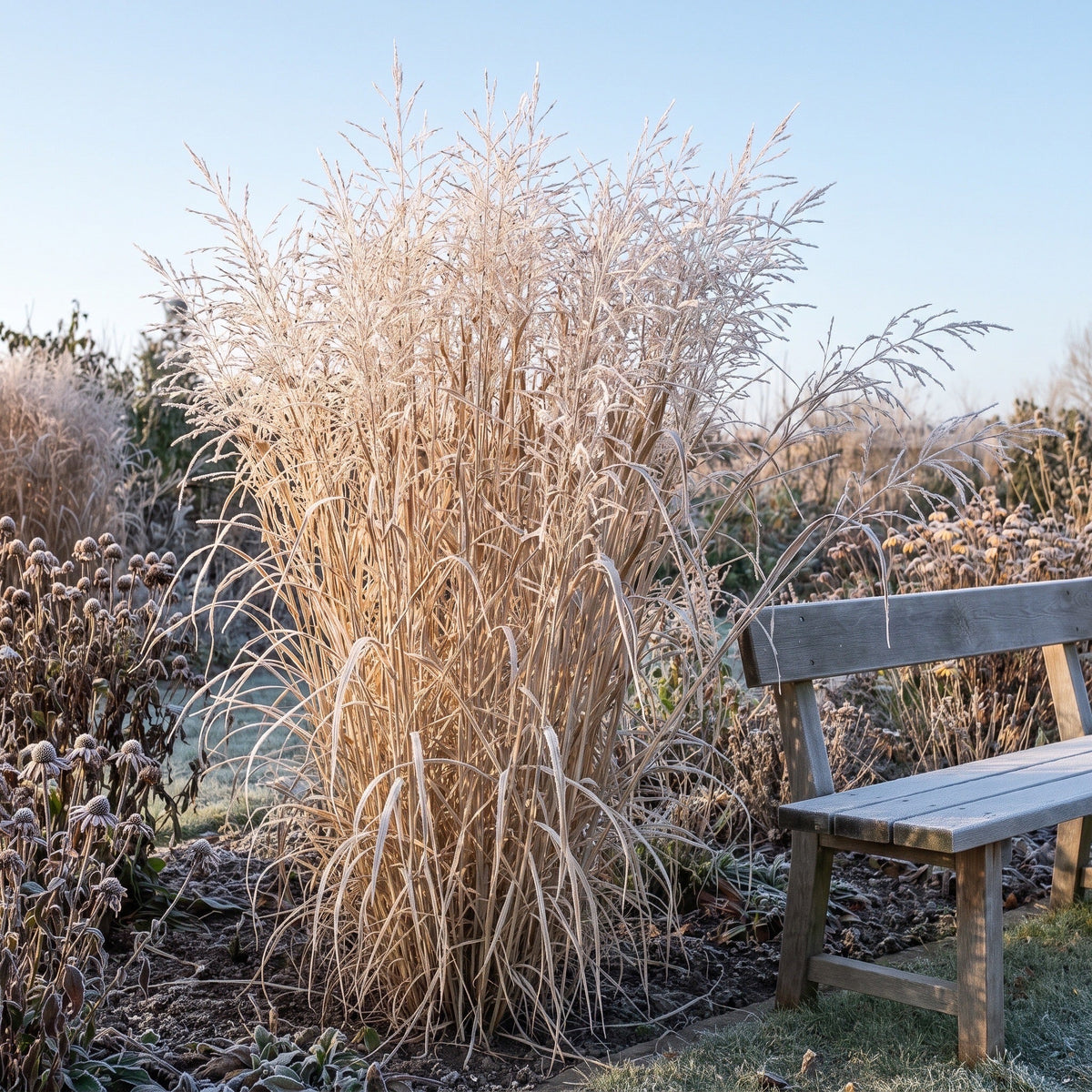 Ungeschnittene Rutenhirse 'Dallas Blues' im Winter mit Raureif auf Halmen und Rispen
