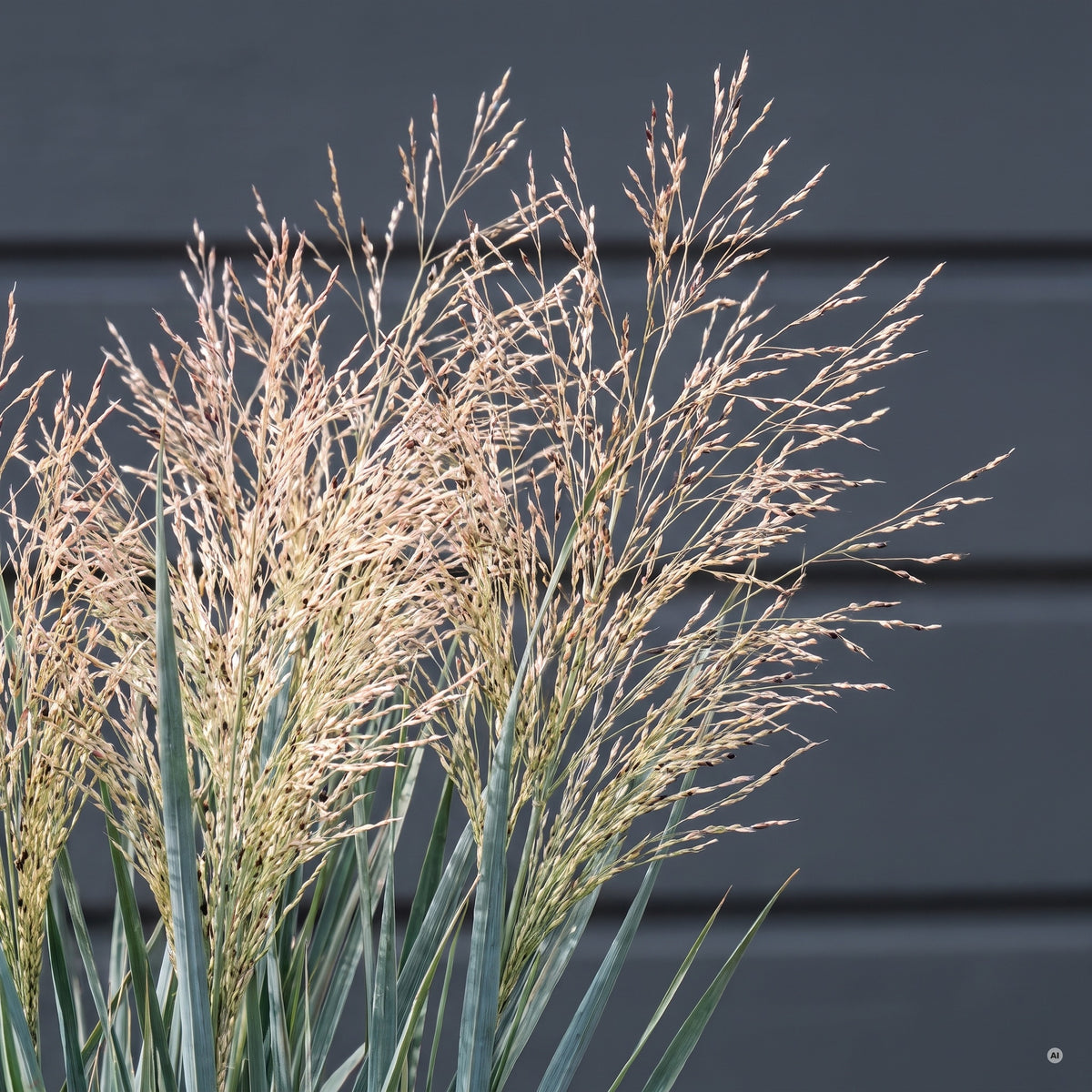 Feine, hell überhauchte Rispen von Panicum virgatum 'Heavy Metal' vor dunkler Fassade