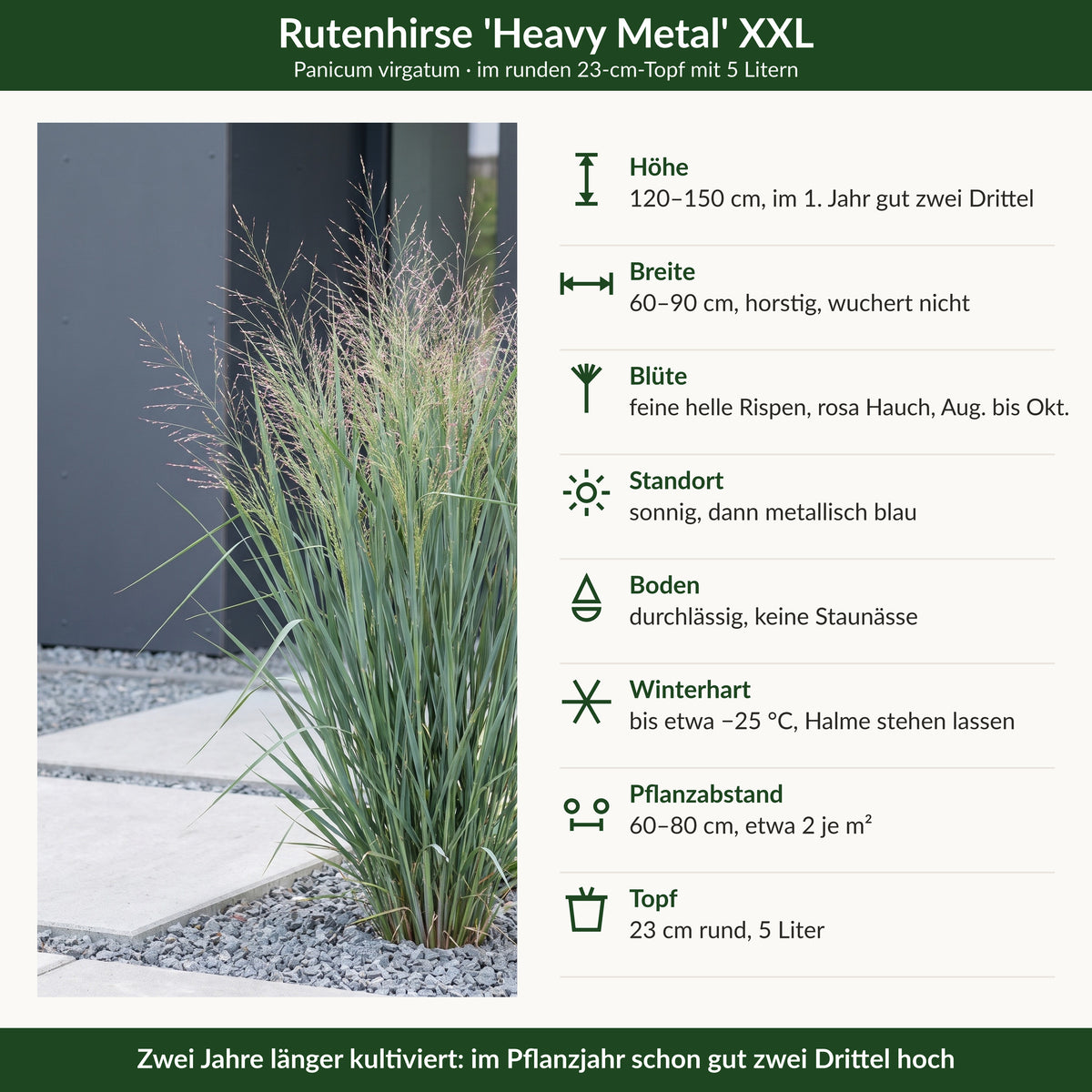 Steckbrief Rutenhirse 'Heavy Metal' XXL: Höhe, Breite, Blüte, Standort, Boden, Winterhärte, Pflanzabstand, Topf 23 cm