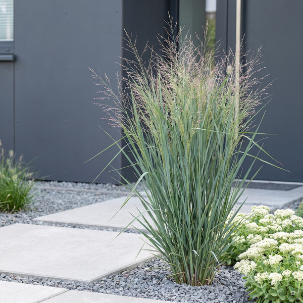Panicum virgatum 'Heavy Metal' XXL mit metallisch blaugrünem Laub im Vorgarten