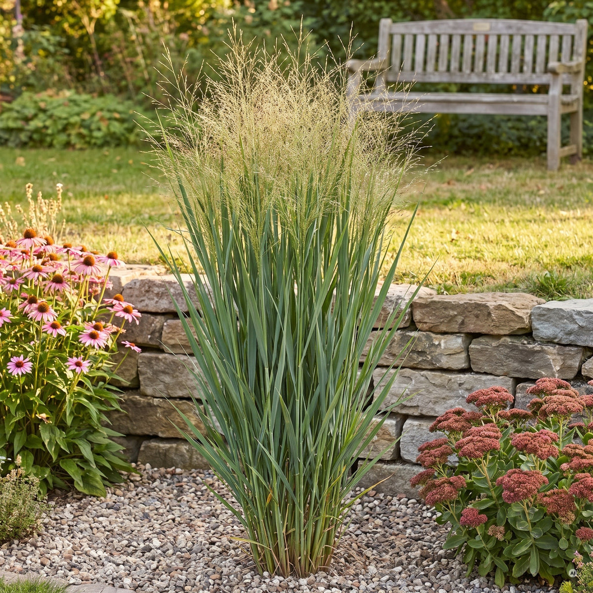 Rutenhirse 'Northwind', schlanker, straff aufrechter Horst mit feinen beigen Rispen als Solitär im Kiesbeet vor einer Natursteinmauer