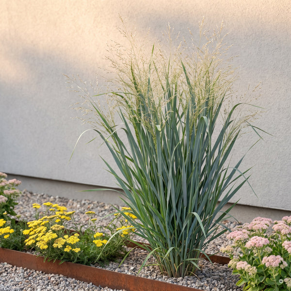 Rutenhirse 'Prairie Sky', aufrechter blaugrauer Horst mit feinen Rispen im Kiesgarten vor heller Putzwand mit Kante aus Cortenstahl