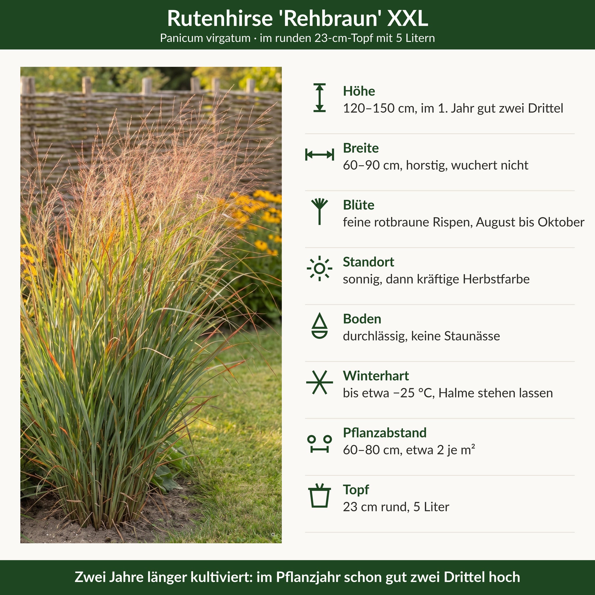 Steckbrief Rutenhirse 'Rehbraun' XXL: 120–150 cm, rotbraune Rispen August bis Oktober, winterhart bis −25 °C, 23-cm-Topf mit 5 Litern