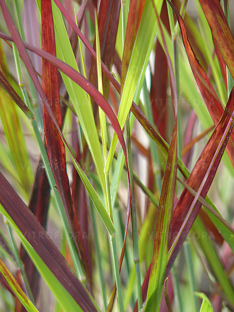 Panicum virgatum 'Sangria' / Rote Rutenhirse