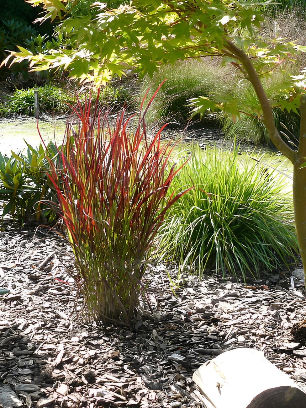 Panicum virgatum 'Sangria' / Rote Rutenhirse