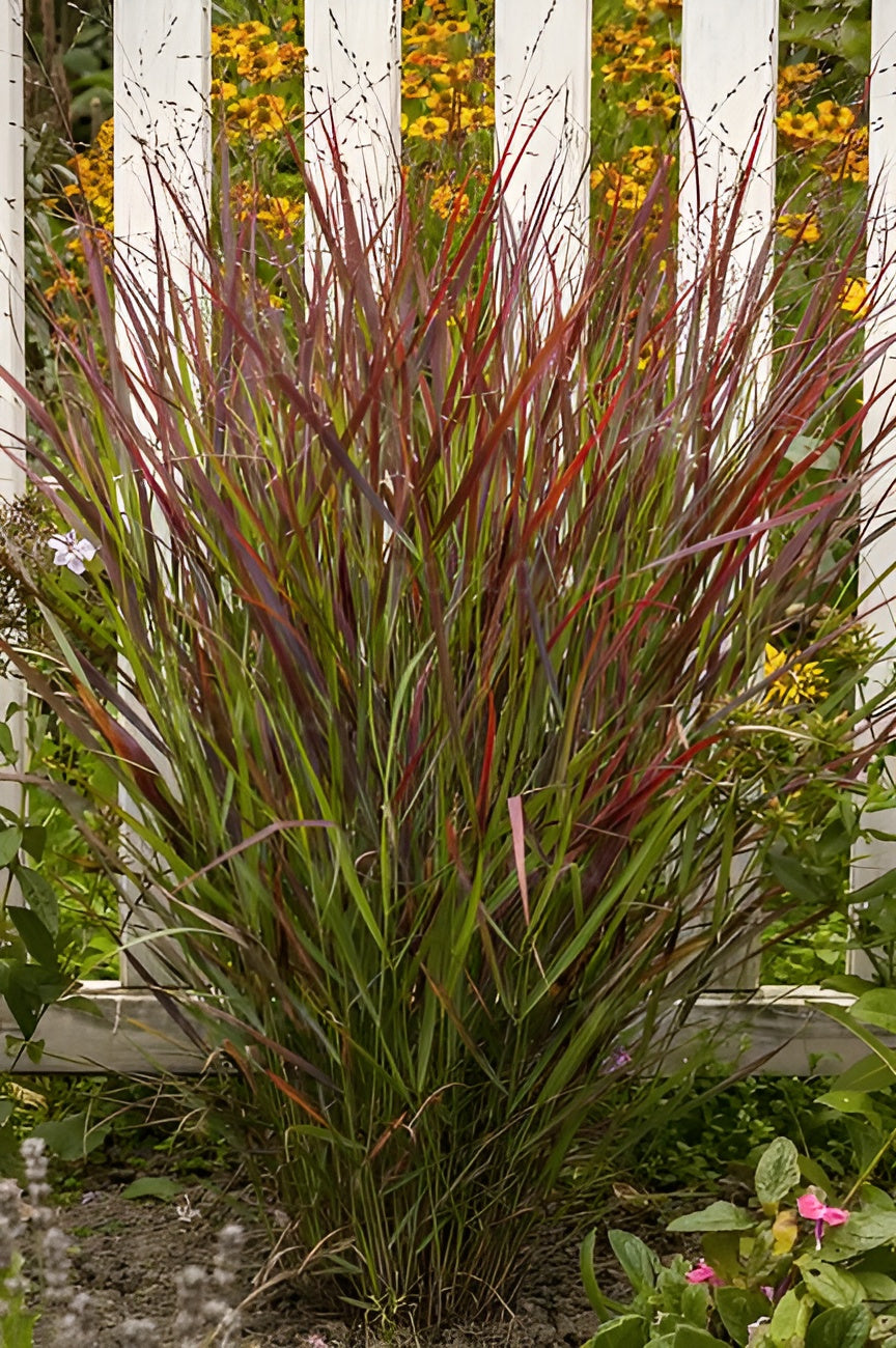 Panicum virgatum 'Sangria' / Rote Rutenhirse