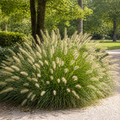 Pennisetum alopecuroides Lampenputzergras mit cremeweißen Blütenähren als ausgewachsene Gartenpflanze