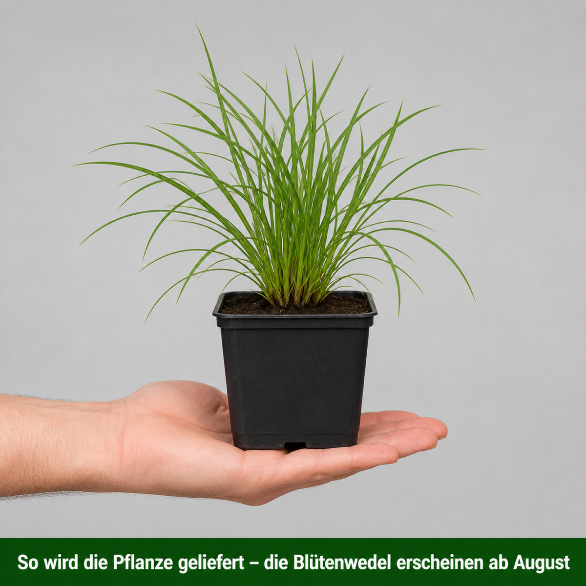 Lieferzustand des Pennisetum alopecuroides im 11 x 11 cm Topf