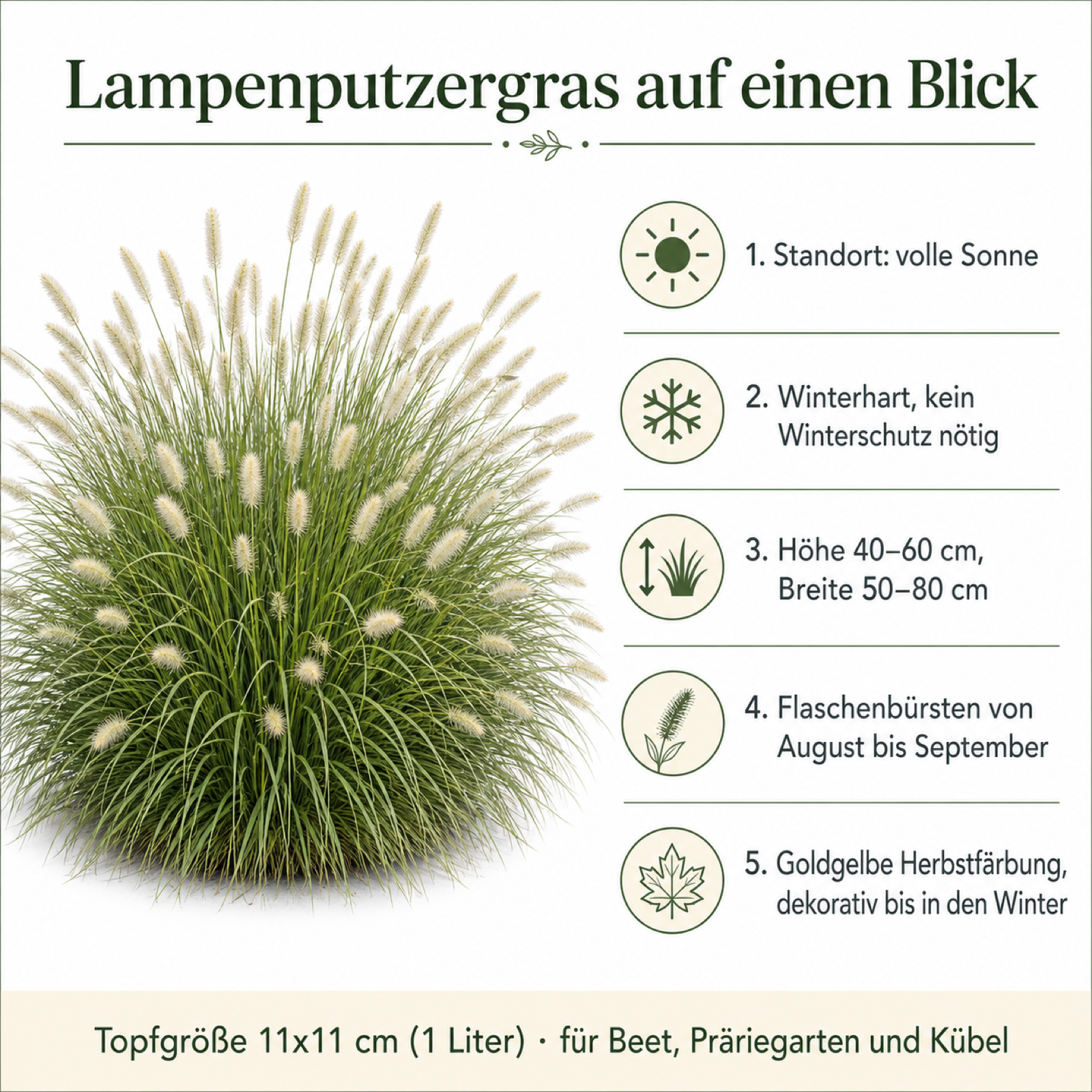 Steckbrief Lampenputzergras: Standort volle Sonne, winterhart, Höhe 40–60 cm und Breite 50–80 cm, Flaschenbürsten von August bis September, goldgelbe Herbstfärbung, 11 × 11 cm Topf (1 Liter)