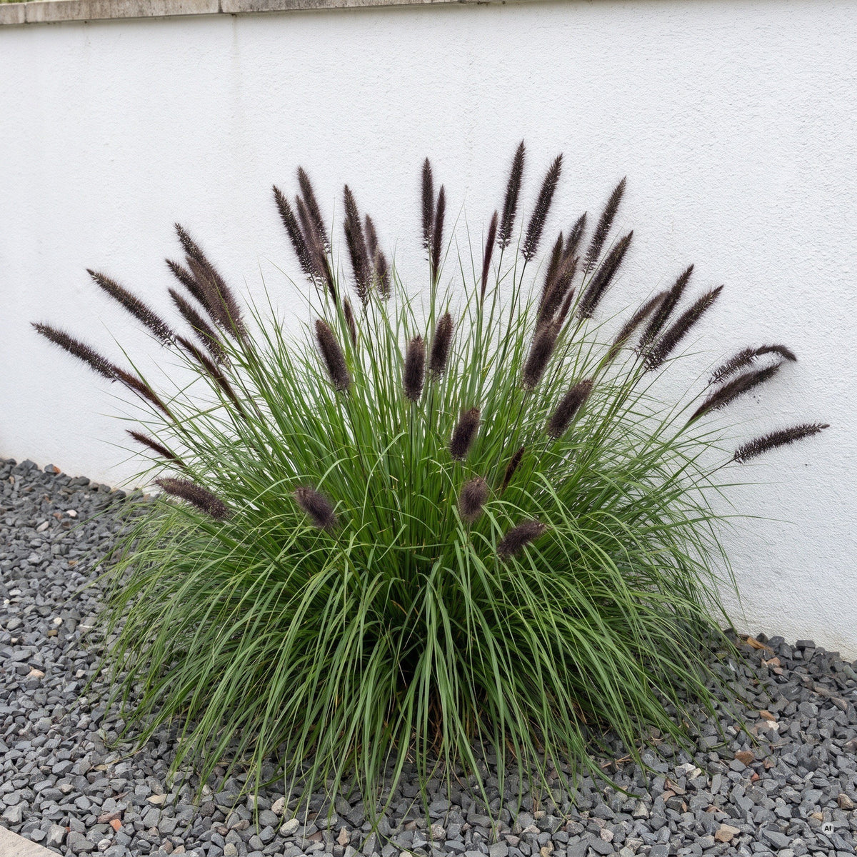 Pennisetum 'Black Beauty', blühender Horst mit fast schwarzen Ähren vor einer weiß verputzten Mauer