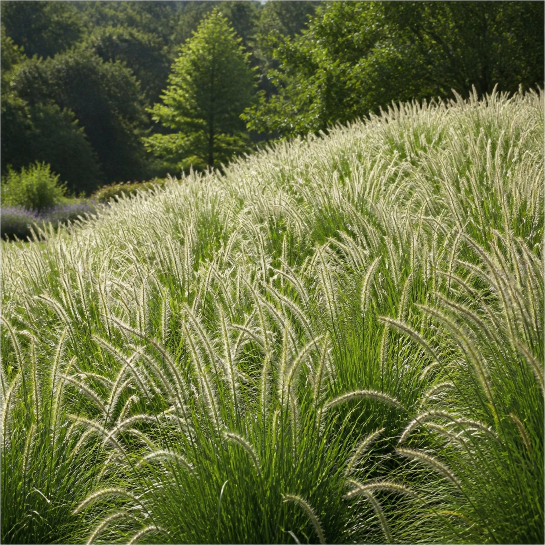 Große Fläche mit Pennisetum 'Fairy Tails' in voller Blüte vor einem Gehölzrand