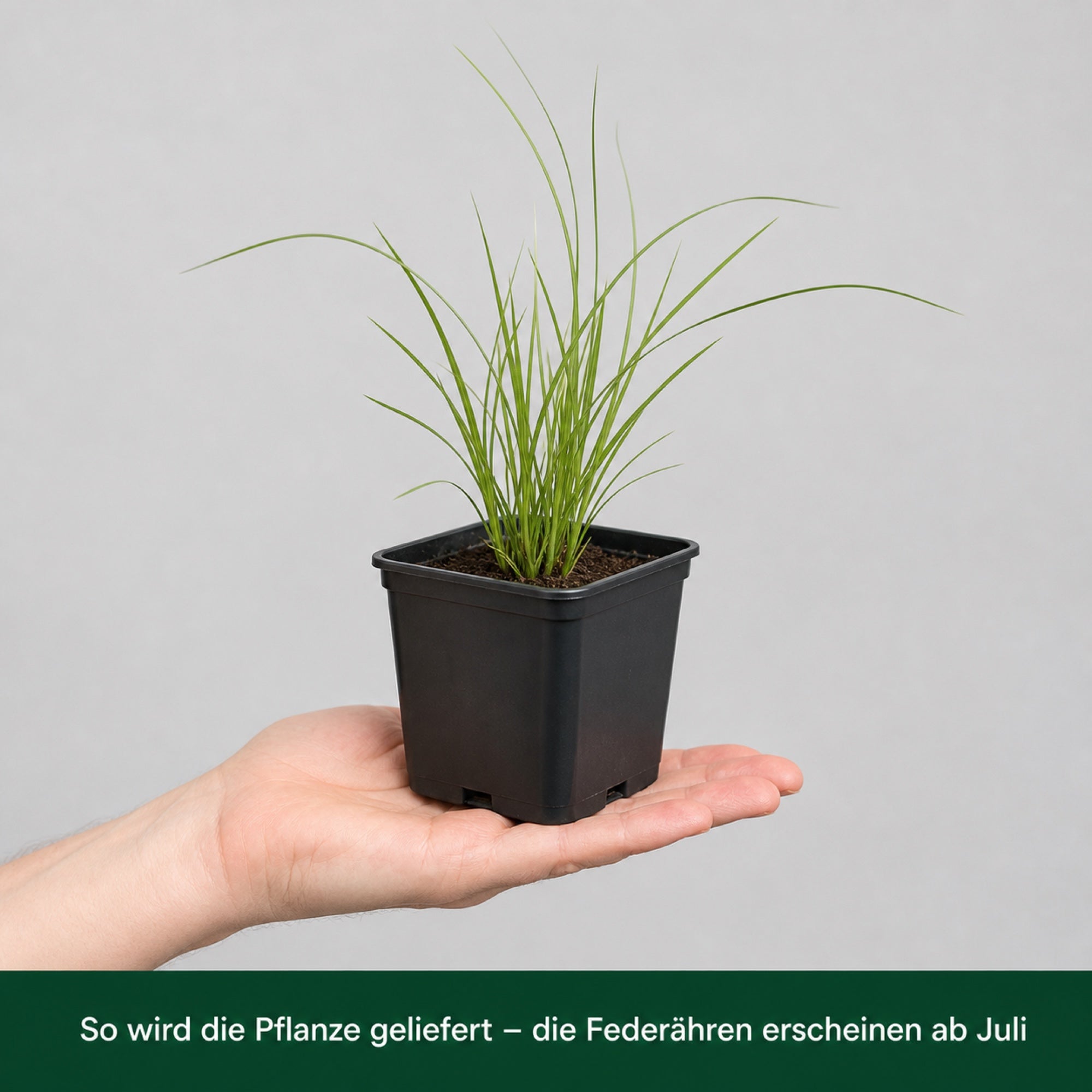 So wird Pennisetum 'Fairy Tails' geliefert: Jungpflanze im 11 × 11 cm-Topf auf einer Hand
