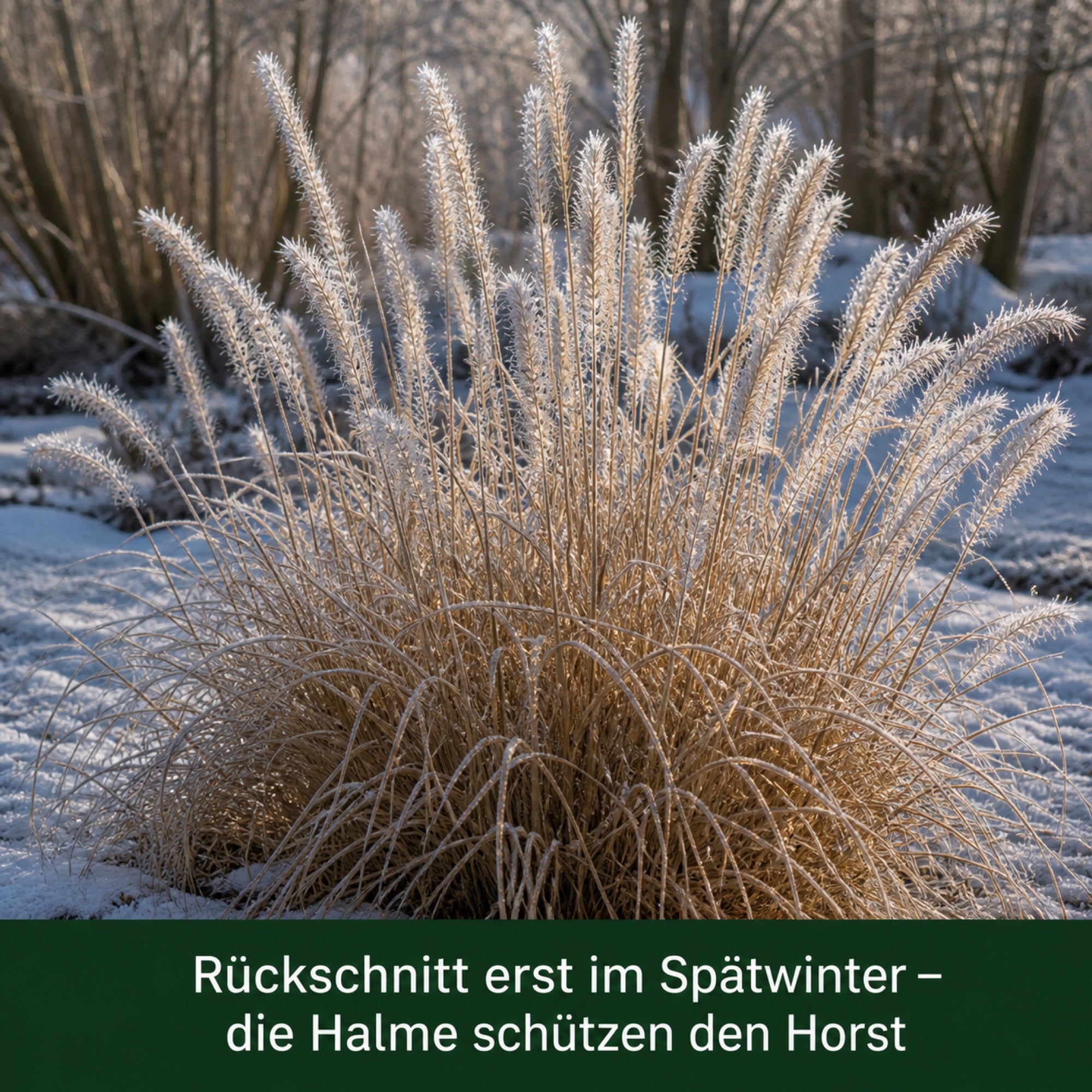Pennisetum 'Fairy Tails' im Winter mit Raureif – Rückschnitt erst im Spätwinter