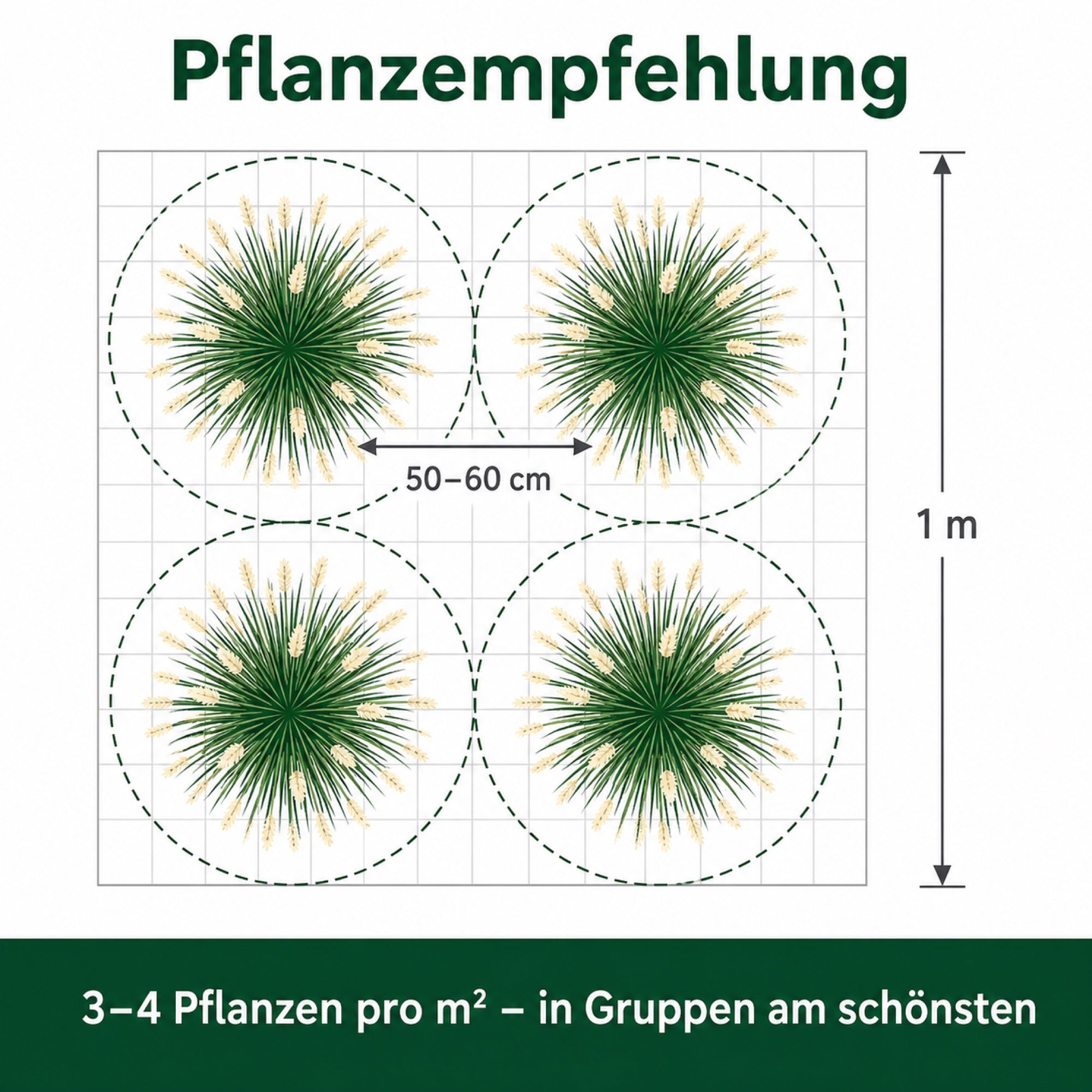 Pflanzempfehlung Pennisetum 'Fairy Tails': 3 bis 4 Pflanzen pro m² bei 50 bis 60 cm Abstand