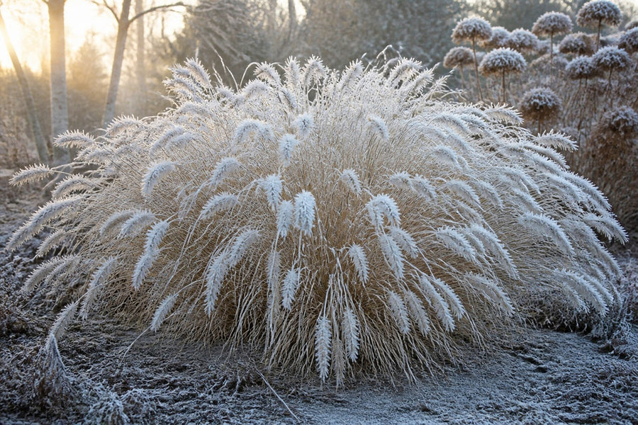 Gefrostete Flaschenbürsten-Ähren des Lampenputzergrases im Wintermorgenlicht