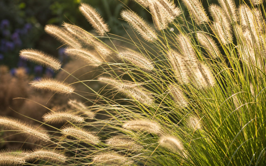 Cremeweiße bis braune Flaschenbürsten des Lampenputzergrases in voller Blüte im Gegenlicht