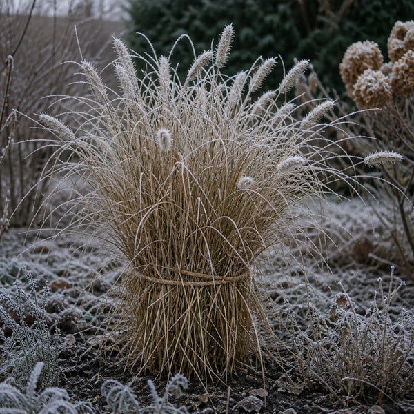 Zusammengebundener Horst Lampenputzergras mit Raureif im winterlichen Beet