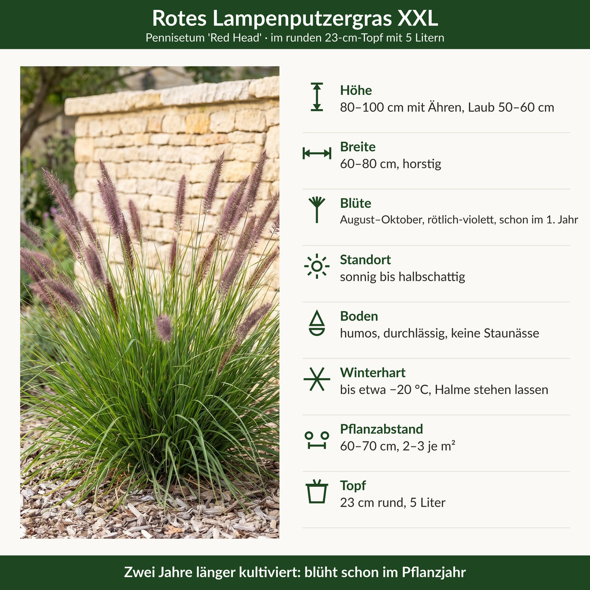 Steckbrief Rotes Lampenputzergras XXL: Höhe, Breite, Blüte, Standort, Boden, Winterhärte, Pflanzabstand, Topf 23 cm