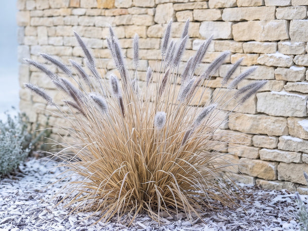 'Red Head' im Winter vor der hellen Mauer mit Raureif