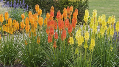 Video: kompakte Fackellilien der Popsicle- und POCO-Serie im Garten – acht Sorten, Vorgarten und Kübel