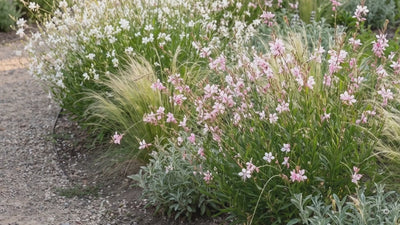 Video: Prachtkerzen (Gaura) 'Whirling Butterflies', 'Siskiyou Pink' und 'Gaudi Medium Pink' im Garten, im Beet und im Kübel