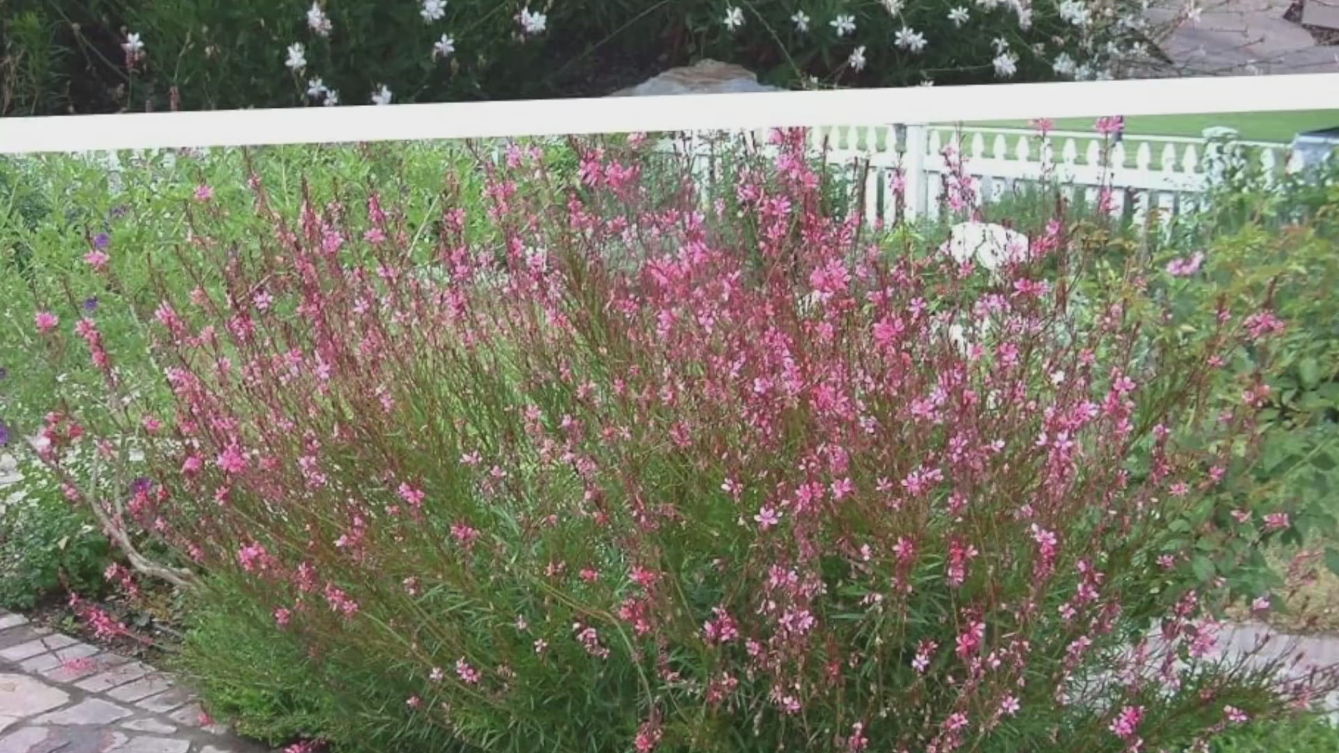 gaura düngen 2 x Gaura lindheimeri Kollektion / Rosa und Weiße Prachtkerze