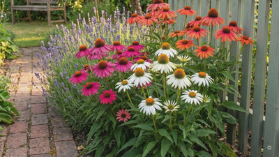 Scheinsonnenhut (Echinacea) – acht Sorten im Garten