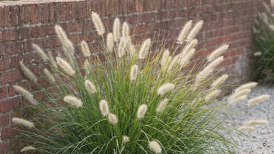 Lampenputzergras XXL im 5-Liter-Topf: Vergleich 1 Liter gegen 5 Liter und sechs Sorten im Garten