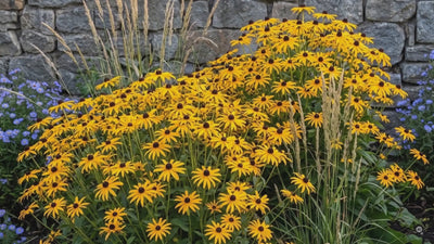 Sonnenhut 'Goldsturm' und 4er Sommerstauden-Kollektion im Garten