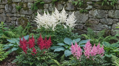 Prachtspieren im Garten: 'Astary Red', 'Astary Rose', 'Astary White', 'Deutschland', 'Fanal', 'Erika' und Zwerg-Prachtspiere