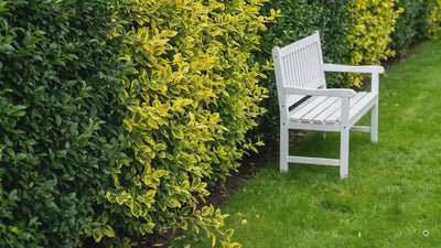 Liguster – sieben Sorten als Hecke: Ovalblättriger, Goldliguster, Weißbunter, Green Diamond, Schwarzgrüner, Buschiger und Glänzender Liguster mit Heckenhöhe und Frosthärte