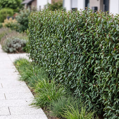 Etwa 1,8 m hohe, schmale, gerade geschnittene Hecke aus Portugiesischem Kirschlorbeer 'Angustifolia' entlang eines hellen Plattenwegs im Vorgarten