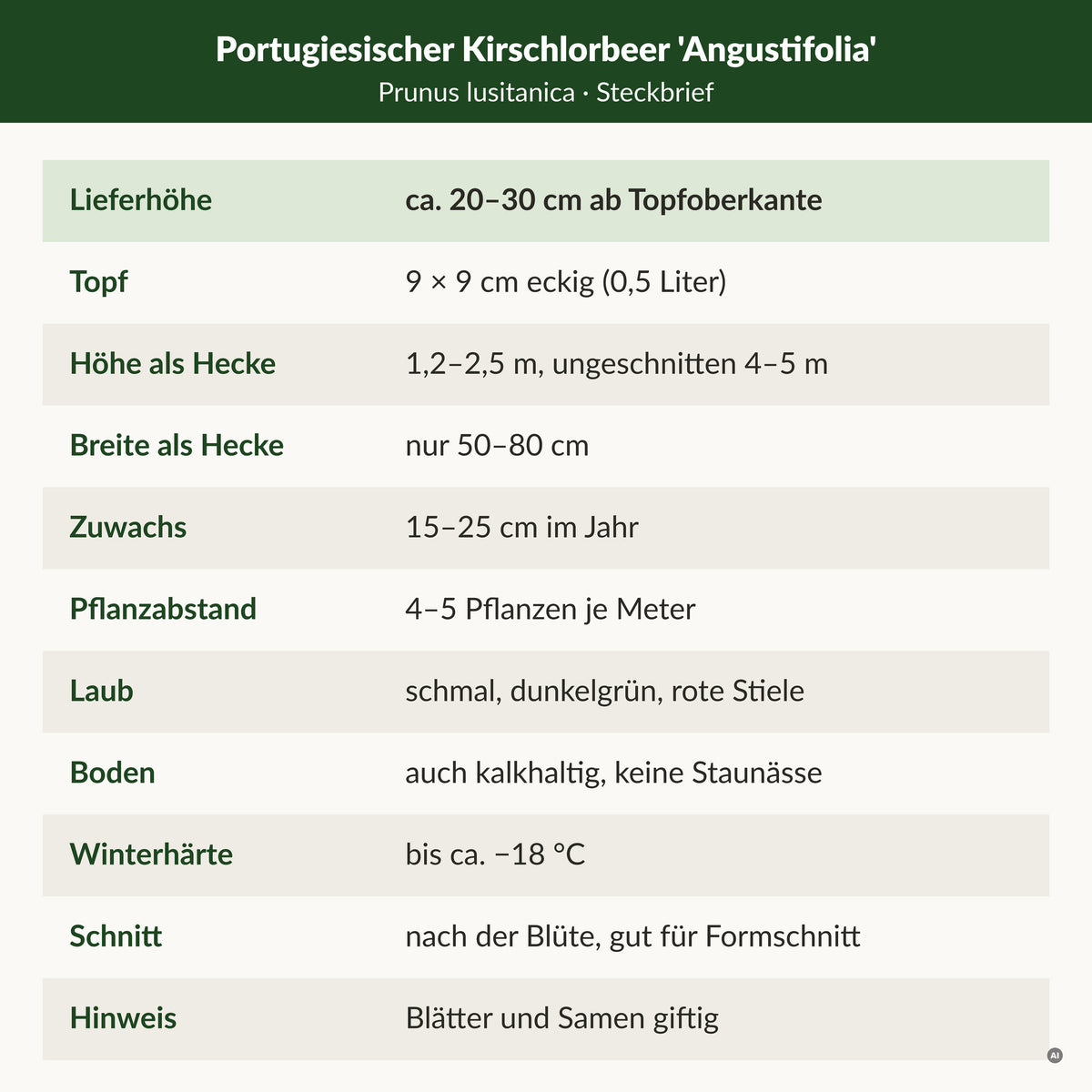 Steckbrief Portugiesischer Kirschlorbeer 'Angustifolia': Lieferhöhe ca. 20–30 cm ab Topfoberkante, 9 × 9 cm Topf, Hecke 1,2–2,5 m bei 50–80 cm Breite, 15–25 cm Zuwachs, 4–5 Pflanzen je Meter, auch kalkhaltiger Boden, winterhart bis ca. −18 °C, Blätter und Samen giftig
