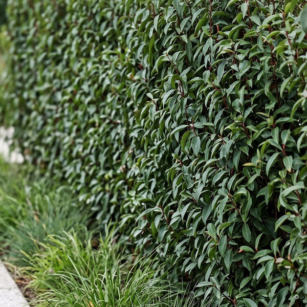 Schmale Hecke aus Portugiesischem Kirschlorbeer 'Angustifolia' am Plattenweg