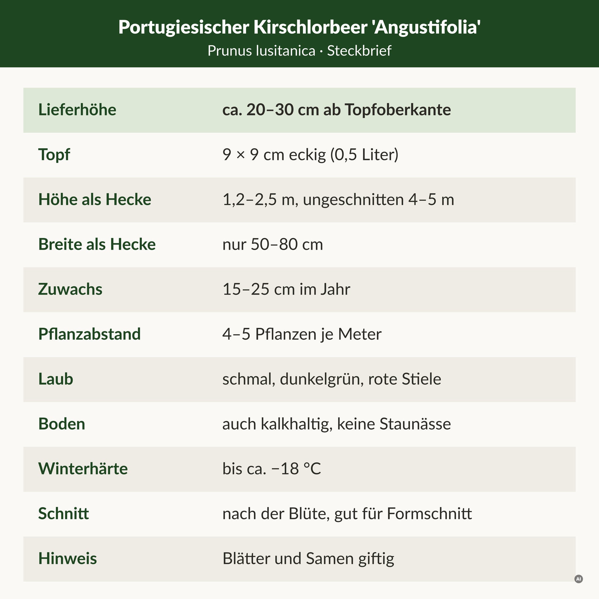 Steckbrief Portugiesischer Kirschlorbeer 'Angustifolia': Lieferhöhe ca. 20–30 cm ab Topfoberkante, 9 × 9 cm Topf, Hecke 1,2–2,5 m bei 50–80 cm Breite, winterhart bis ca. −18 °C