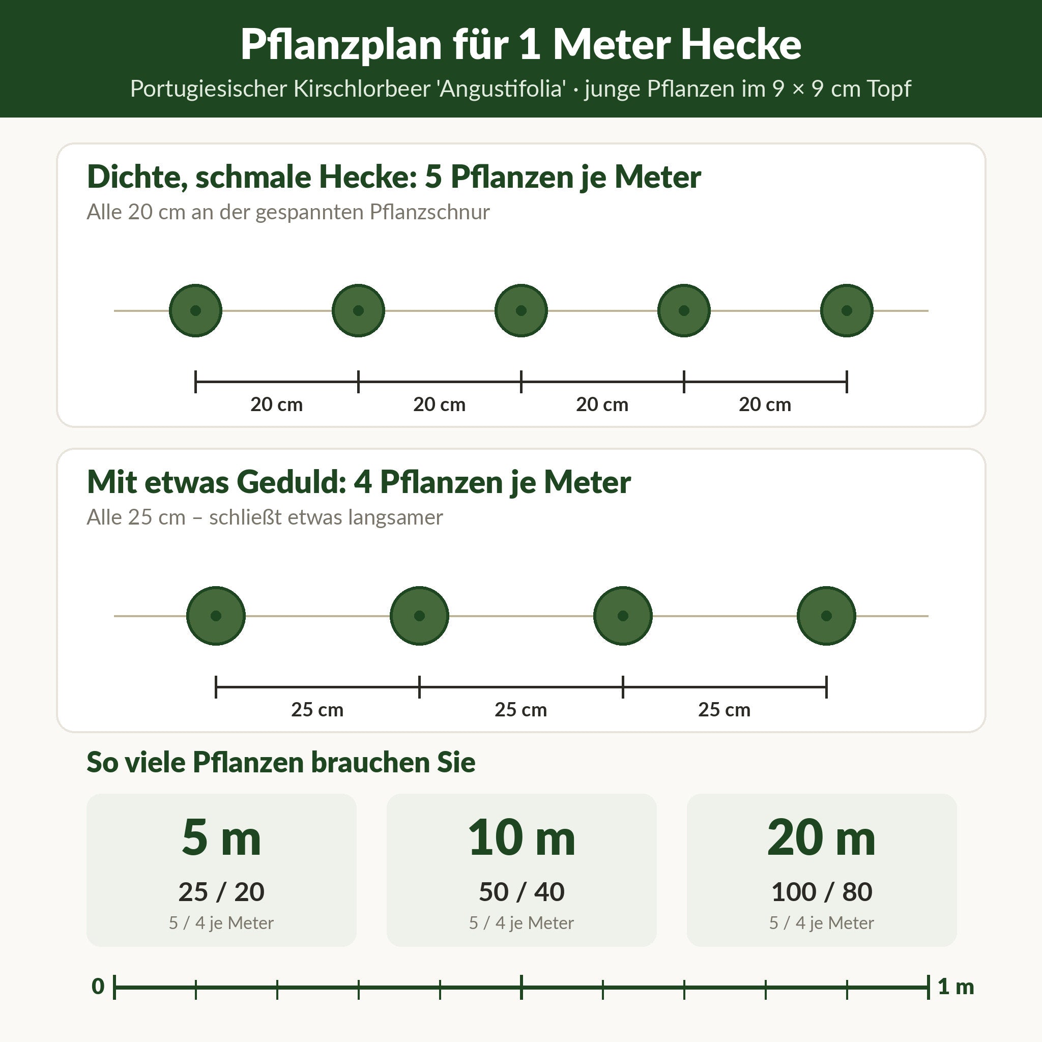 Pflanzplan für 1 Meter Hecke aus Portugiesischem Kirschlorbeer 'Angustifolia': 5 oder 4 Pflanzen je Meter