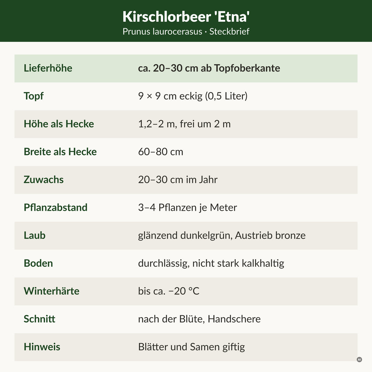 Steckbrief Kirschlorbeer 'Etna': Lieferhöhe ca. 20–30 cm ab Topfoberkante, 9 × 9 cm Topf, Hecke 1,2–2 m bei 60–80 cm Breite, 20–30 cm Zuwachs, 3–4 Pflanzen je Meter, winterhart bis ca. −20 °C, Blätter und Samen giftig