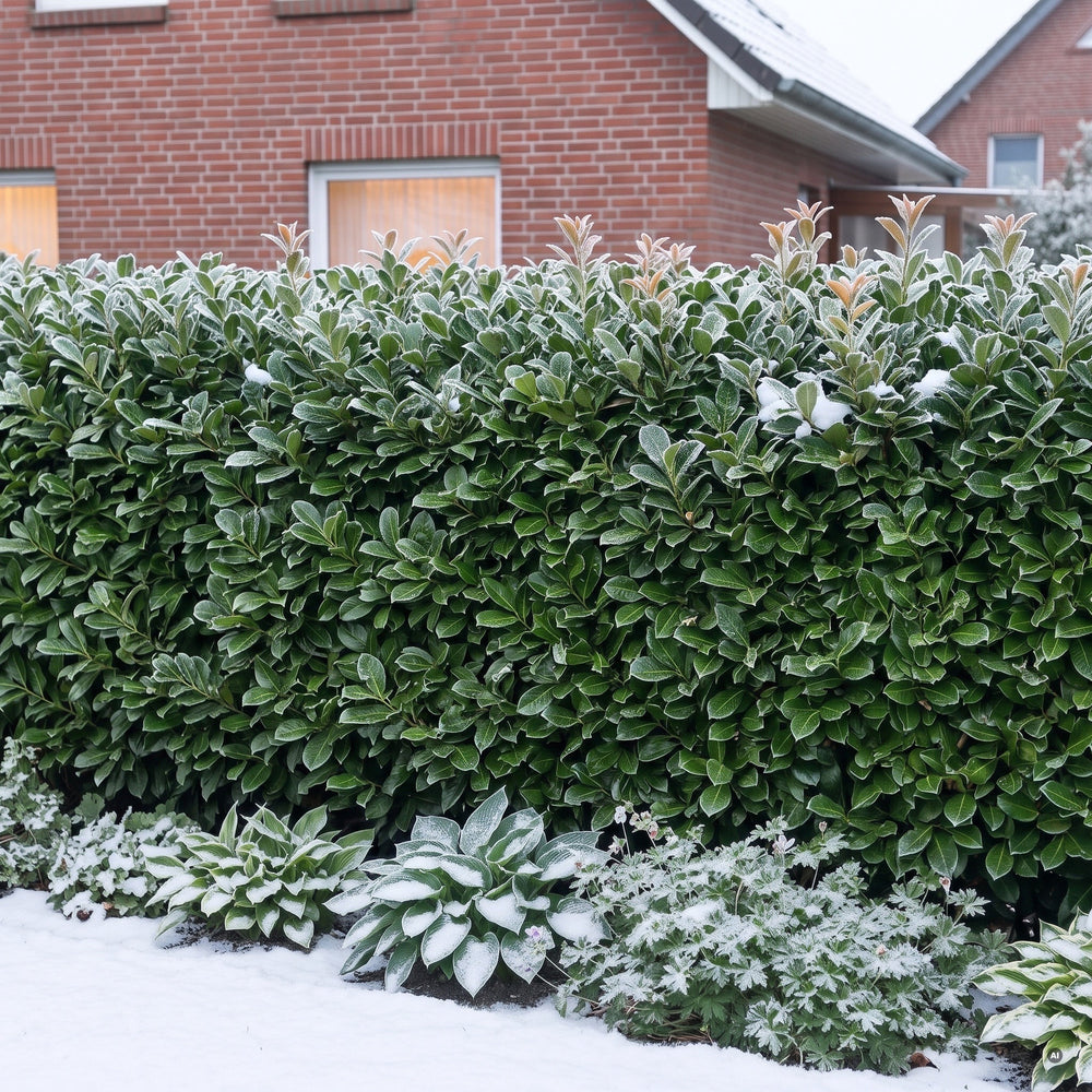 Geschnittene Hecke aus Kirschlorbeer 'Etna' im Winter mit Raureif