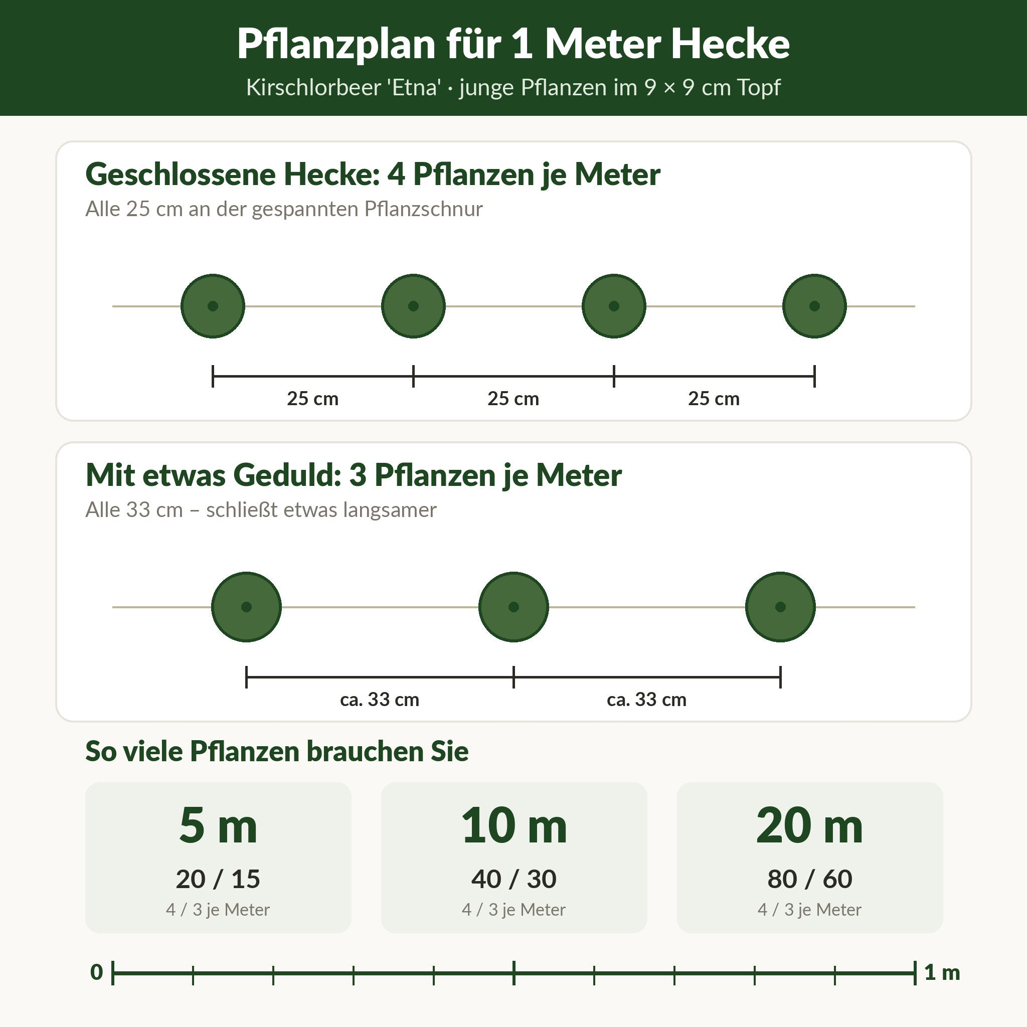 Pflanzplan für 1 Meter Hecke aus Kirschlorbeer 'Etna': 4 oder 3 Pflanzen je Meter