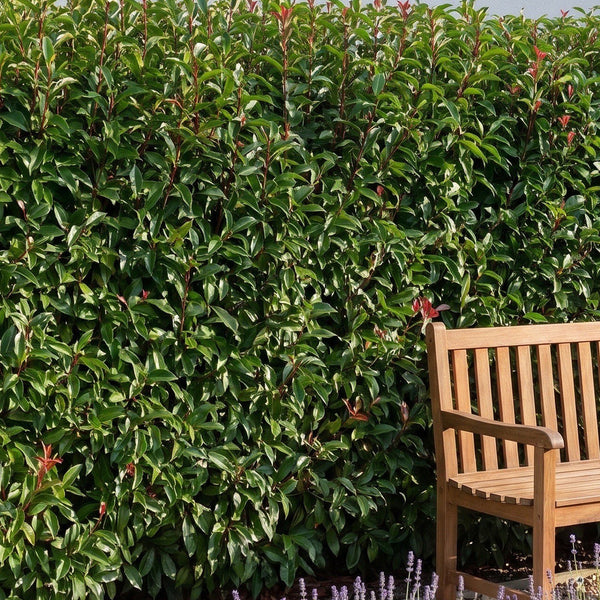 Dunkelgrün glänzende, geschnittene Hecke aus Portugiesischem Kirschlorbeer
